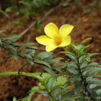 Allamanda cathartica L.